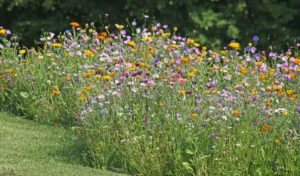 Semez des prairies fleuries !